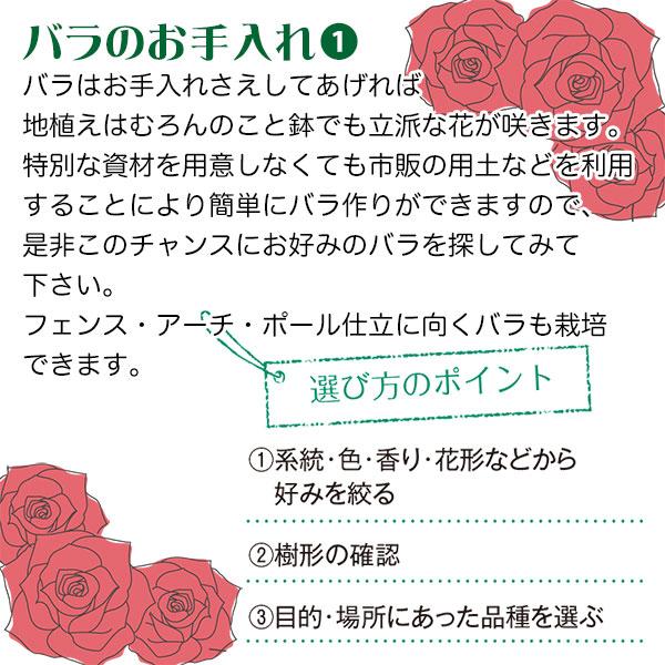 バラ苗　お問い合わせ　ページ バラ苗 2年大株苗 ガーデンパーティー 大輪 4号鉢 水谷農園 花苗 花の