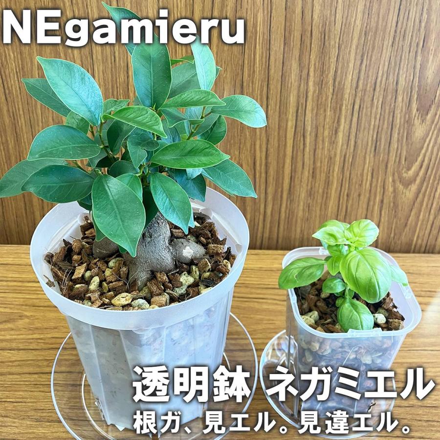 透明鉢 ネガミエル 10号 CSM-300 浅岡園芸 Negamieru スリット鉢 透明