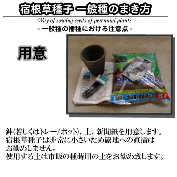 花種 ガウラ リンドハイメリー ザ ブライド 2 M E Hanas イーハナス Yahoo 店 通販 Yahoo ショッピング