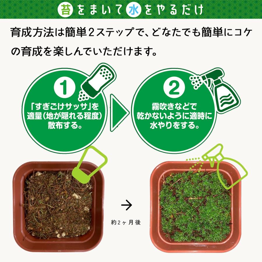 sunface master　　ホソバオキナゴケ1トレーと苔各種3パック 乾燥粉末スギゴケ すぎごけサッサ ビックアロー 盆栽 苔 ジオラマ