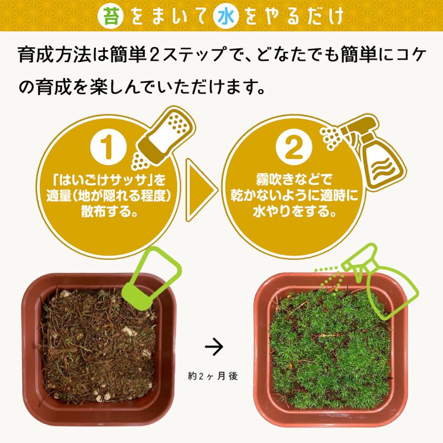 乾燥粉末ハイゴケ はいごけサッサ ビックアロー 盆栽 苔 ジオラマ