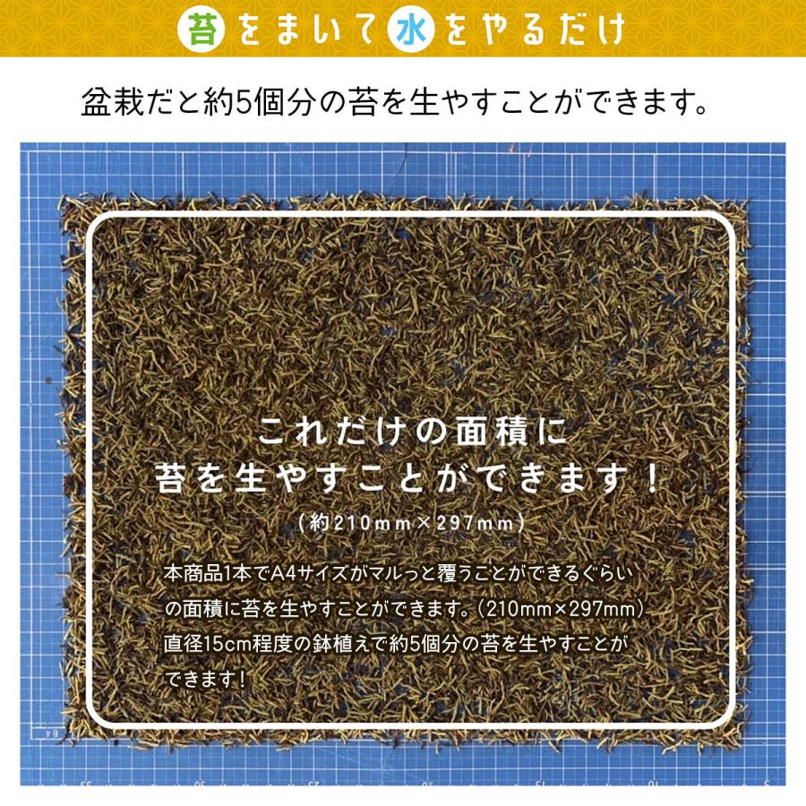 乾燥粉末ハイゴケ はいごけサッサ ビックアロー 盆栽 苔 ジオラマ