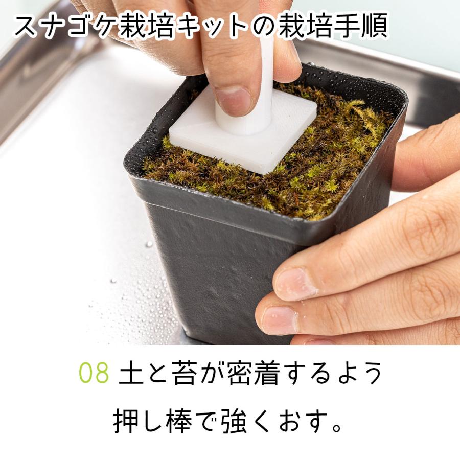スナゴケ栽培キット ビックアロー スナゴケ 栽培 コケ 苔 コケ栽培 苔栽培 苔盆栽 ジオラマ インテリア アウトレット : e-hanas ...