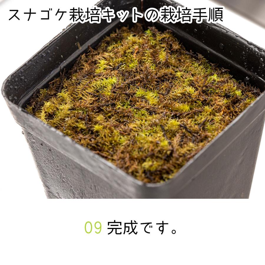 スナゴケ栽培キット ビックアロー スナゴケ 栽培 コケ 苔 コケ スナゴケ栽培キット ビックアロー スナゴケ 栽培 コケ 苔 コケ