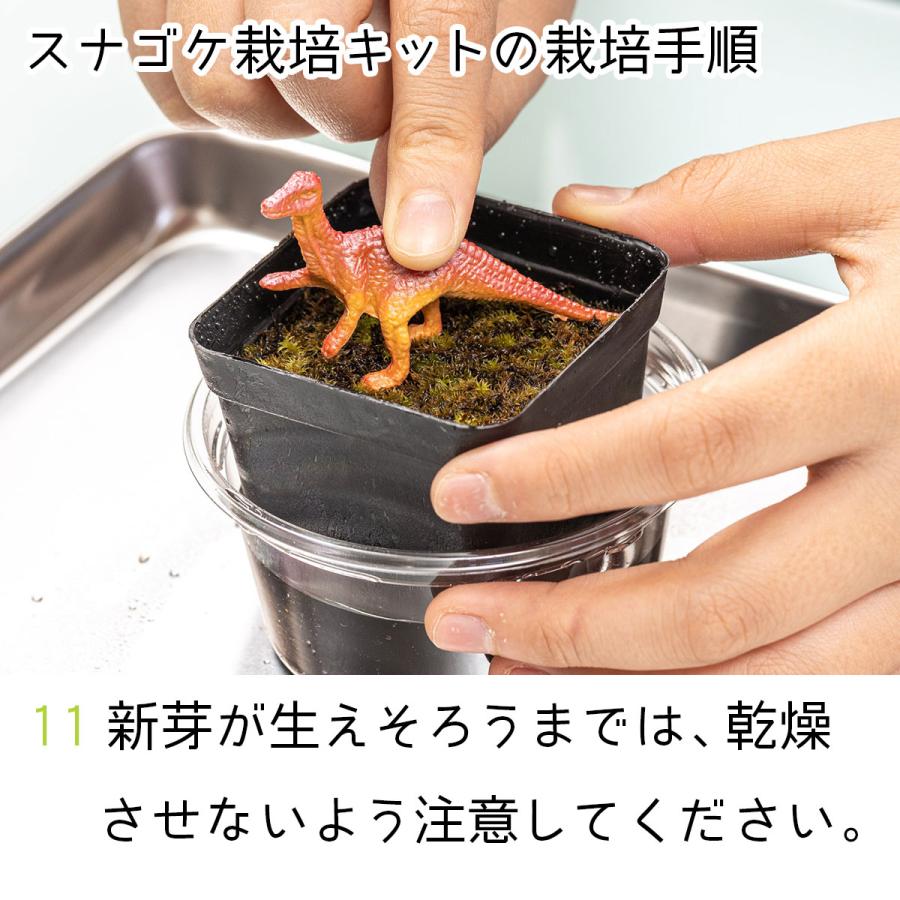 スナゴケ栽培キット ビックアロー スナゴケ 栽培 コケ 苔 コケ栽培 苔