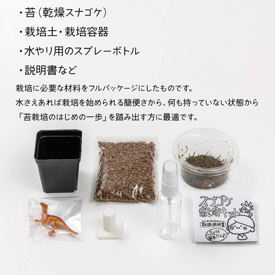 スナゴケ栽培キット ビックアロー スナゴケ 栽培 コケ 苔 コケ栽培 苔