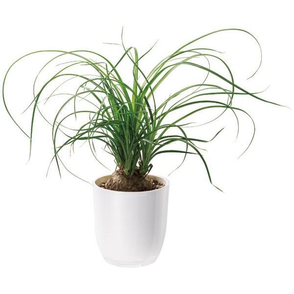 鉢 プラスチック 多肉 ハイドロカルチャー 底穴なし Ponシリーズ Pon C 3号 ローズ 大和プラスチック E Hanas イーハナス Yahoo 店 通販 Yahoo ショッピング