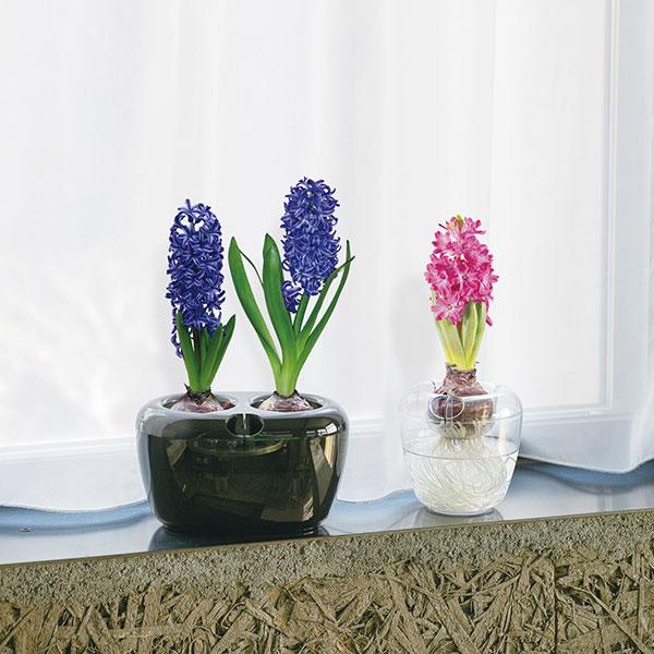 大和プラスチック VASE ダブル 球根2球用 クリア 0.95L 196×123×H114