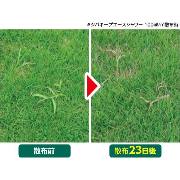 シバキープエースシャワー 2L レインボー薬品 日本芝専用 そのまま使える除草剤 まくだけ簡単除草 芝生 雑草対策 芝生に使える除草剤｜e-hanas｜02