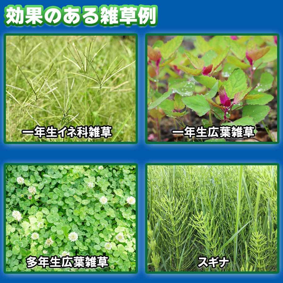 除草剤 シバキーププラスα 4.2kg×4箱 レインボー薬品 除草剤 顆粒 除草剤 強力 除草剤 芝生 除草剤 粒剤 除草剤 シバキープ 除草剤 日本芝 除草剤 雑草 対策_3