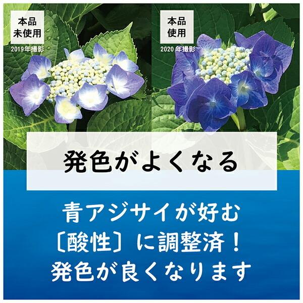 青色アジサイ 紫陽花 『ネイビーブルー』 スズキ農園オリジナル品種 | すべて