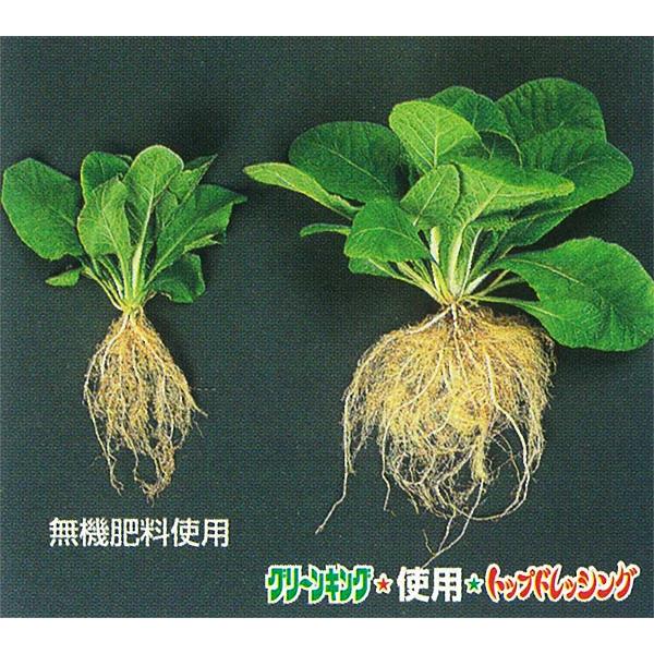 肥料 トップドレッシング ノズル付き 12kg マルタ小泉 肥料 バラ 肥料 樹木 肥料 果樹 肥料 盆栽 肥料 液体肥料 バラ 液肥 果樹 液肥 盆栽 液肥 バラ肥料_3