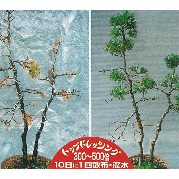 肥料 トップドレッシング ノズル付き 12kg マルタ小泉 肥料 バラ 肥料 樹木 肥料 果樹 肥料 盆栽 肥料 液体肥料 バラ 液肥 果樹 液肥 盆栽 液肥 バラ肥料_4