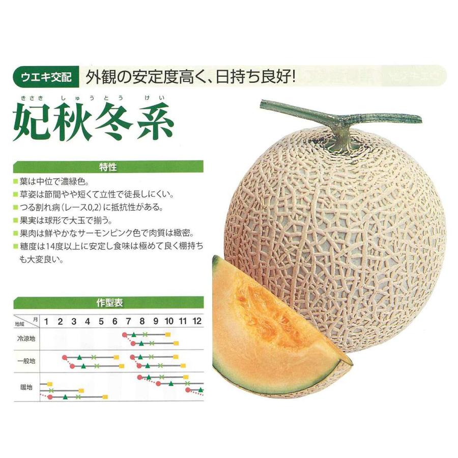 横浜植木 大容量 営利種子 妃 秋冬系赤肉 メロン 100粒 高級メロン 種