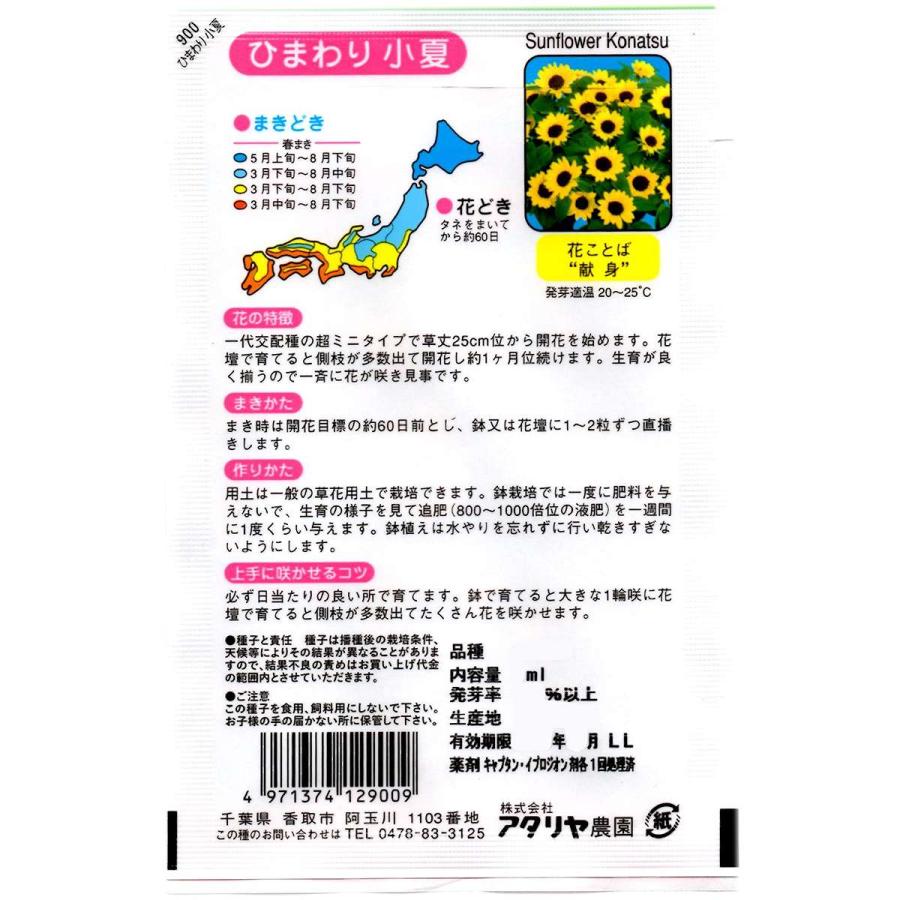 早咲きミニひまわり 小夏 アタリヤ農園 ヒマワリ 種 種子 ミニヒマワリ
