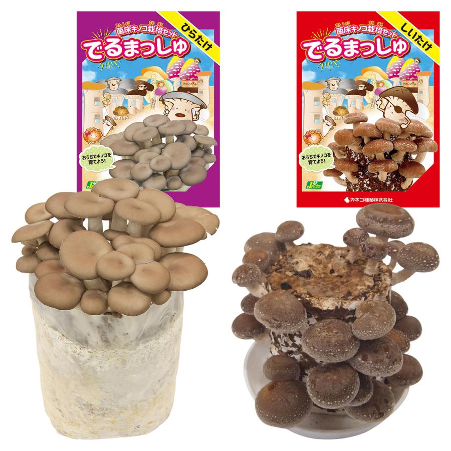 菌床キノコ 栽培セット でるまっしゅ ひらたけ しいたけ 品種名 菌王1