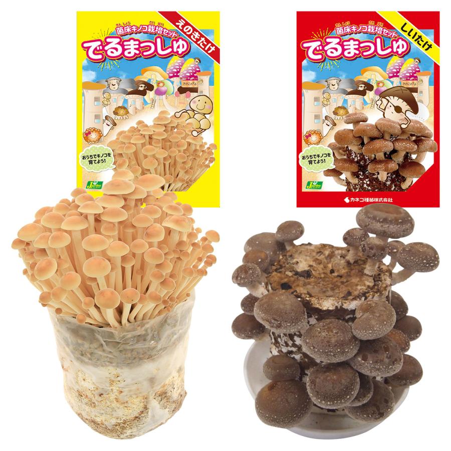 きのこ 購入 園芸ネット本店｜きのこ栽培セット：でるまっしゅ しいたけ2個セット