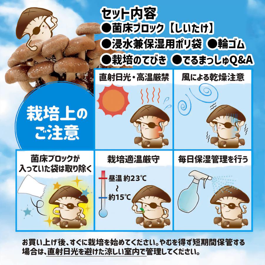 菌床キノコ 栽培セット でるまっしゅ えのきたけ しいたけ 品種名 菌王