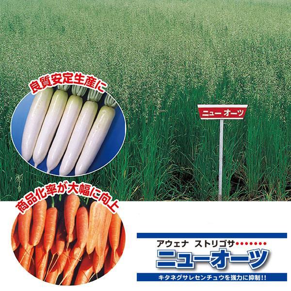 野菜 Anna 71gi2pbX3xL._UF350,350_QL50_.jpg