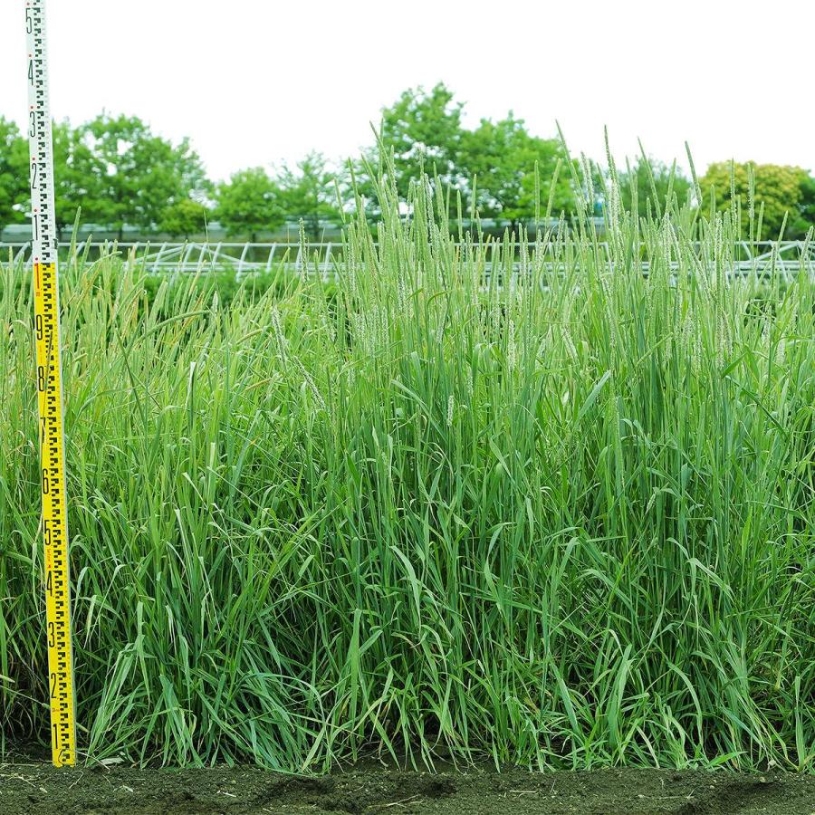 チモシー クライマックス 20kg (1kg×20袋) カネコ種苗 牧草 種 チモシー クライマックス 20kg (1kg×20袋) カネコ種苗 牧草 種