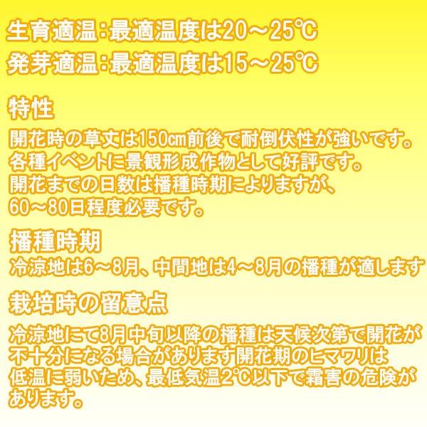 緑肥種 ヒワマリ ハイブリットサンフラワーNEO 2kg (200g×10袋) カネコ種苗 花種 緑肥 種 緑肥 種子 ひまわりの種 花の種 菌根菌 増加 業務用 ひまわり 種子の画像