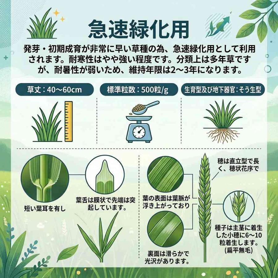 芝種 ペレニアルライグラス 10kg (1kg×10袋) カネコ種苗 芝種 芝 種 芝 種子 芝生 種 芝生 種子 芝の種 芝生の種 牧草 種 牧草 種子 芝 業務用 種_1