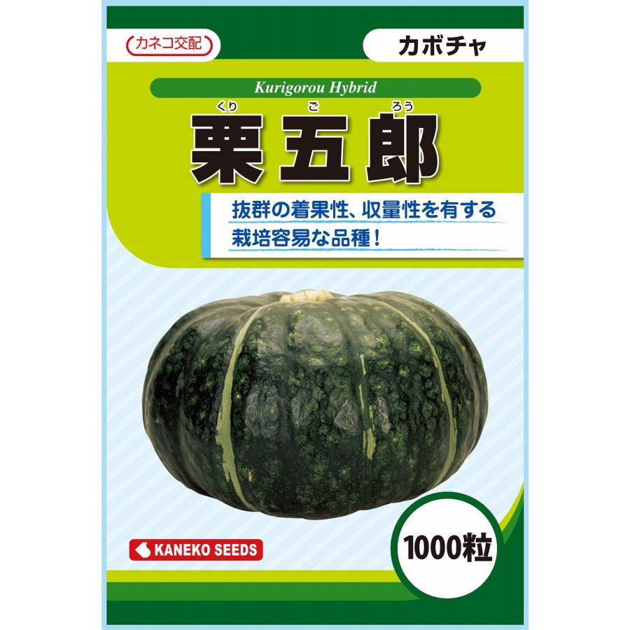 大容量 営利種 カボチャ 栗五郎 1000粒 カネコ交配 カネコ種苗 野菜