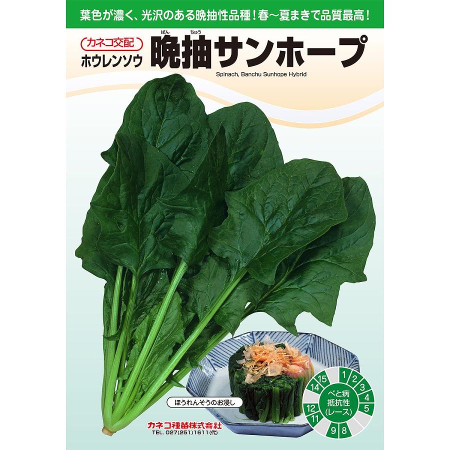 野菜の種　仮 大容量 営利種 晩抽サンホープ ホウレンソウ M3万粒 カネコ種苗 野菜