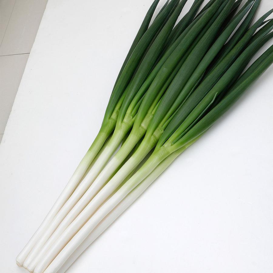 大容量 営利種 白翆(はくすい) ねぎ ペレット6000粒 カネコ種苗 野菜