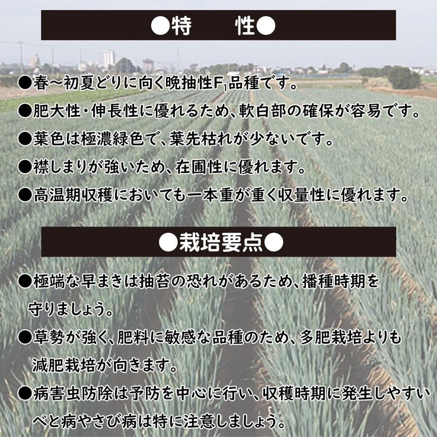 ネギ種子　白翠　6000粒　有効期限26年4月 白翠(KAA-001)[葱] - e-種や｜国内最大級の野菜種・花種・苗・農業資材
