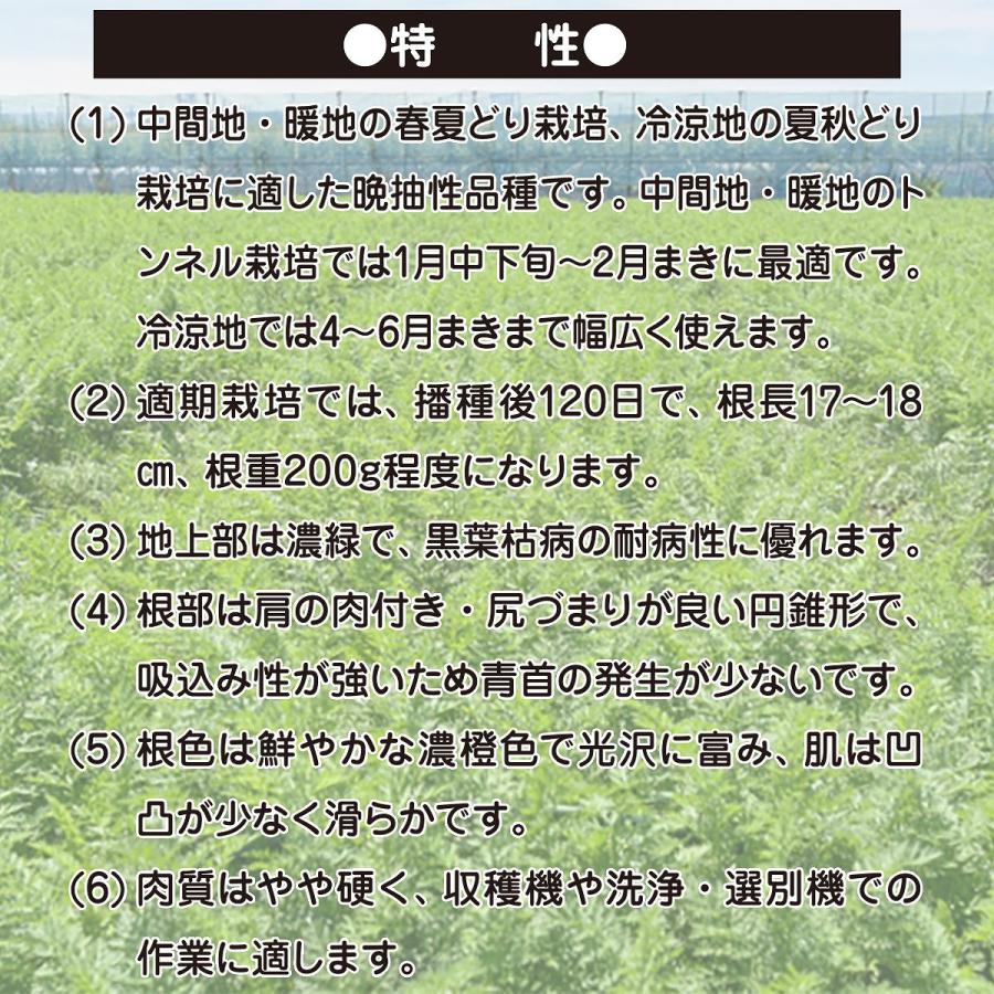 大容量 営利種 カネコ交配 紅琳(こうりん) ニンジン 2dl カネコ種苗 野菜 種 野菜 種子 にんじん 種 ニンジン 種 人参 種 野菜の種 野菜種子の画像