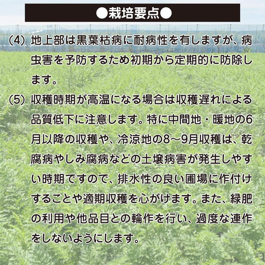大容量 営利種 カネコ交配 紅琳(こうりん) ニンジン 2dl カネコ種苗 野菜 種 野菜 種子 にんじん 種 ニンジン 種 人参 種 野菜の種 野菜種子の画像