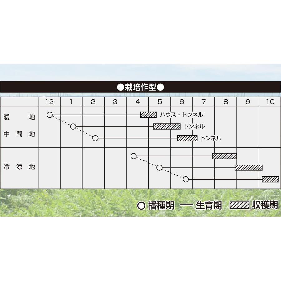 大容量 営利種 カネコ交配 紅琳(こうりん) ニンジン 2dl カネコ種苗 野菜 種 野菜 種子 にんじん 種 ニンジン 種 人参 種 野菜の種 野菜種子の画像
