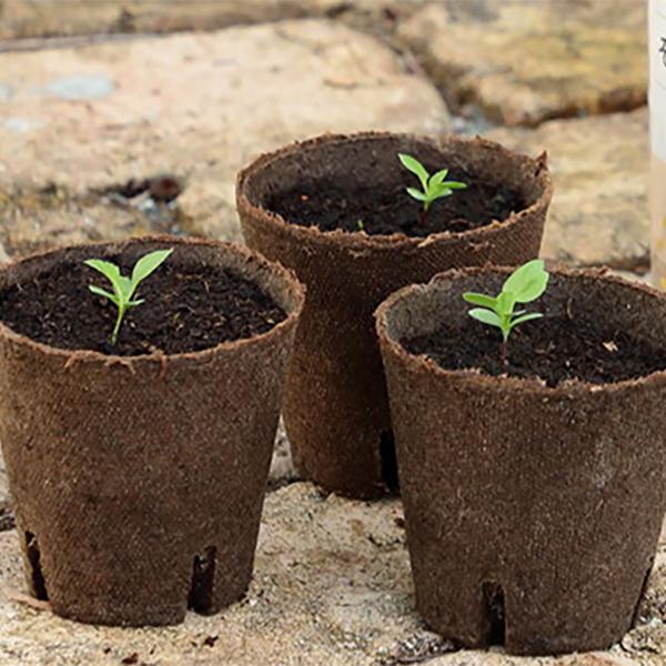 ジフィーポット そのまま植えられるエコポット 8cm 30個入 サカタの