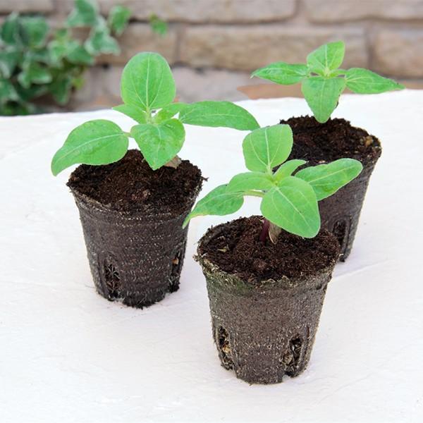 ジフィーポット そのまま植えられるエコポット 8cm 30個入 サカタの