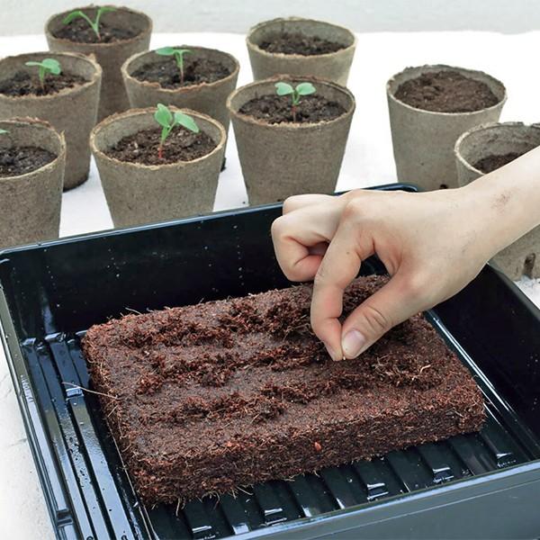 タネからはじめる かんたん苗づくりキット サカタのタネ Seedfun
