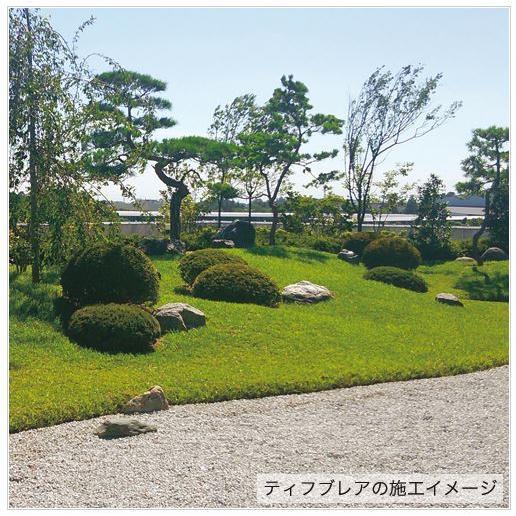 有効期限 26年1月まで 芝種 センチピードグラス ティフ・ブレア 500g