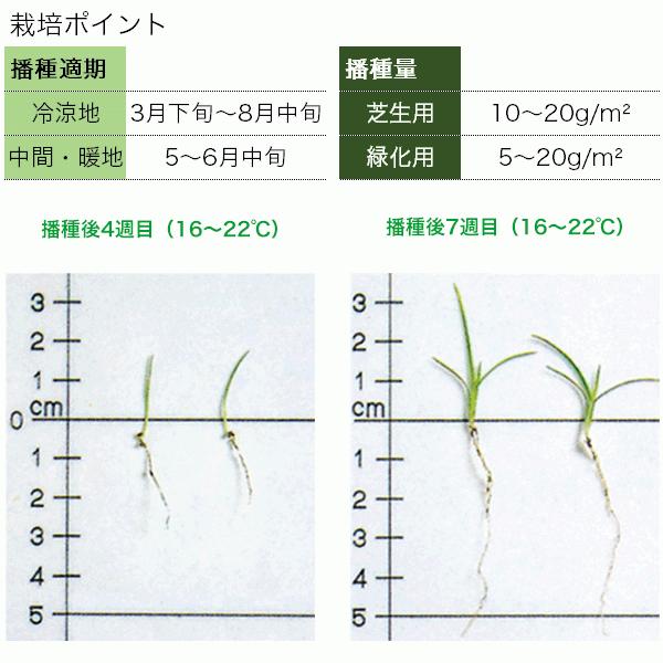 有効期限 26年1月まで 芝種 センチピードグラス ティフ・ブレア