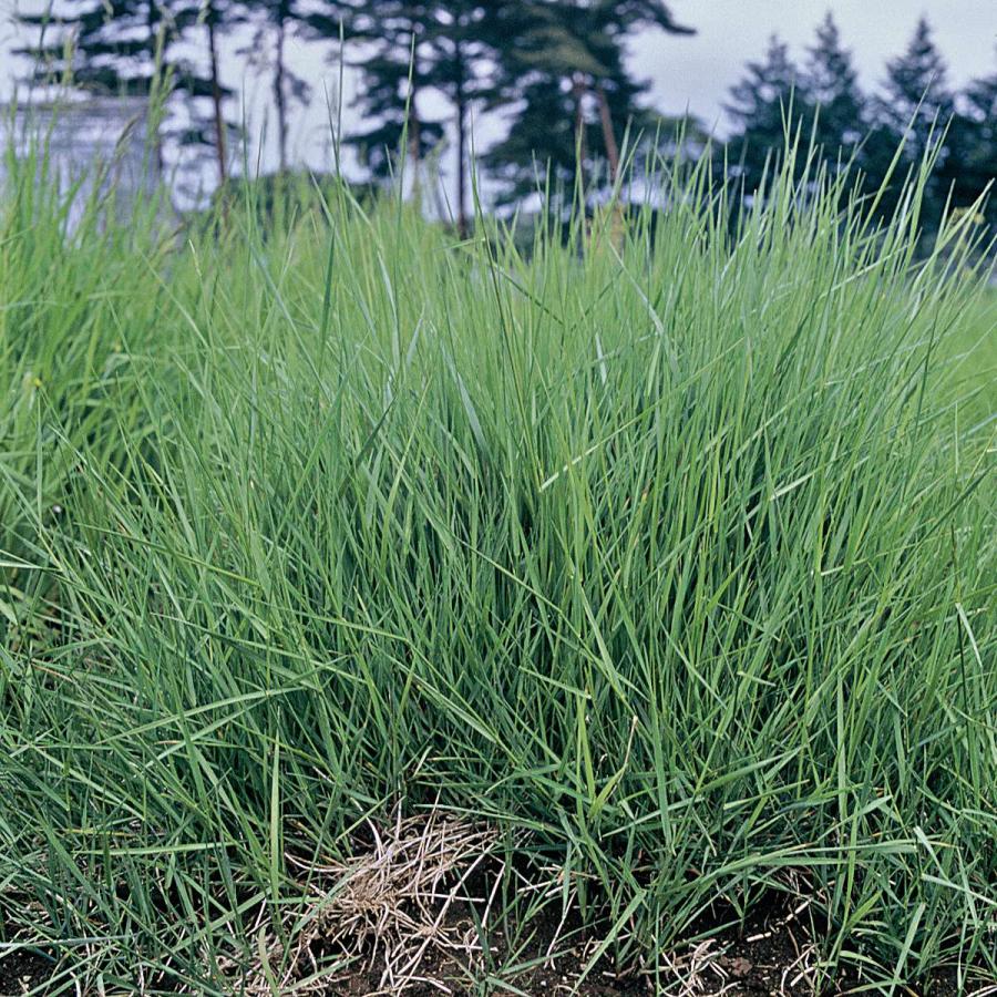 芝種 ハイランド 0.5kg タキイ種苗 芝生の種 芝の種 芝 種 種子 芝生