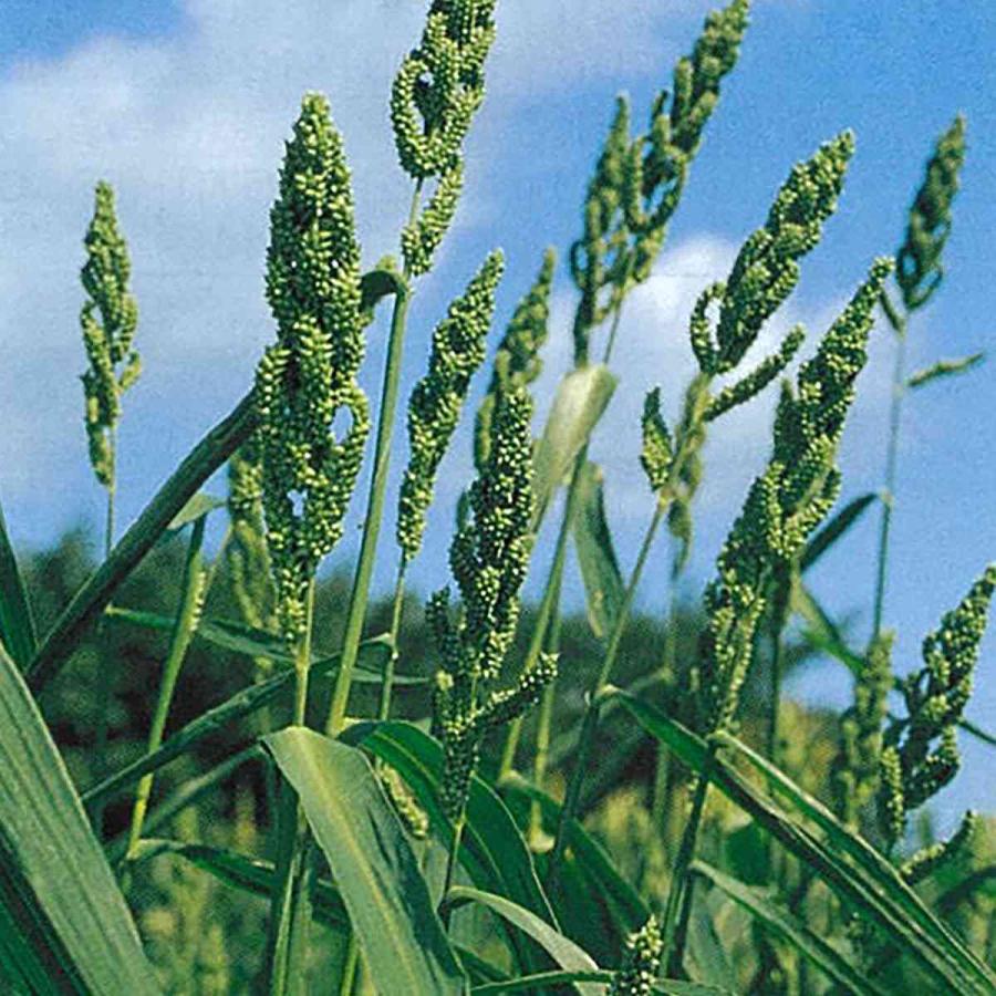 ひえ 白ヒエ 5kg (1kg×5袋) タキイ種苗 緑肥 種子 牧草 飼料 極早生