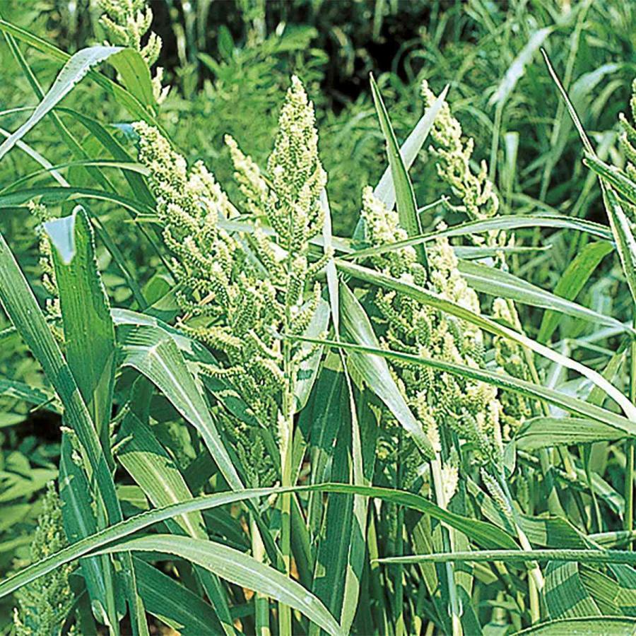 ひえ ホワイトパニック 5kg (1kg×5袋) タキイ種苗 緑肥 種子 牧草 種子 飼料 緑肥 中生 緑肥 種子 緑肥の種 緑肥の種子 稗 種子 ひえの種_2
