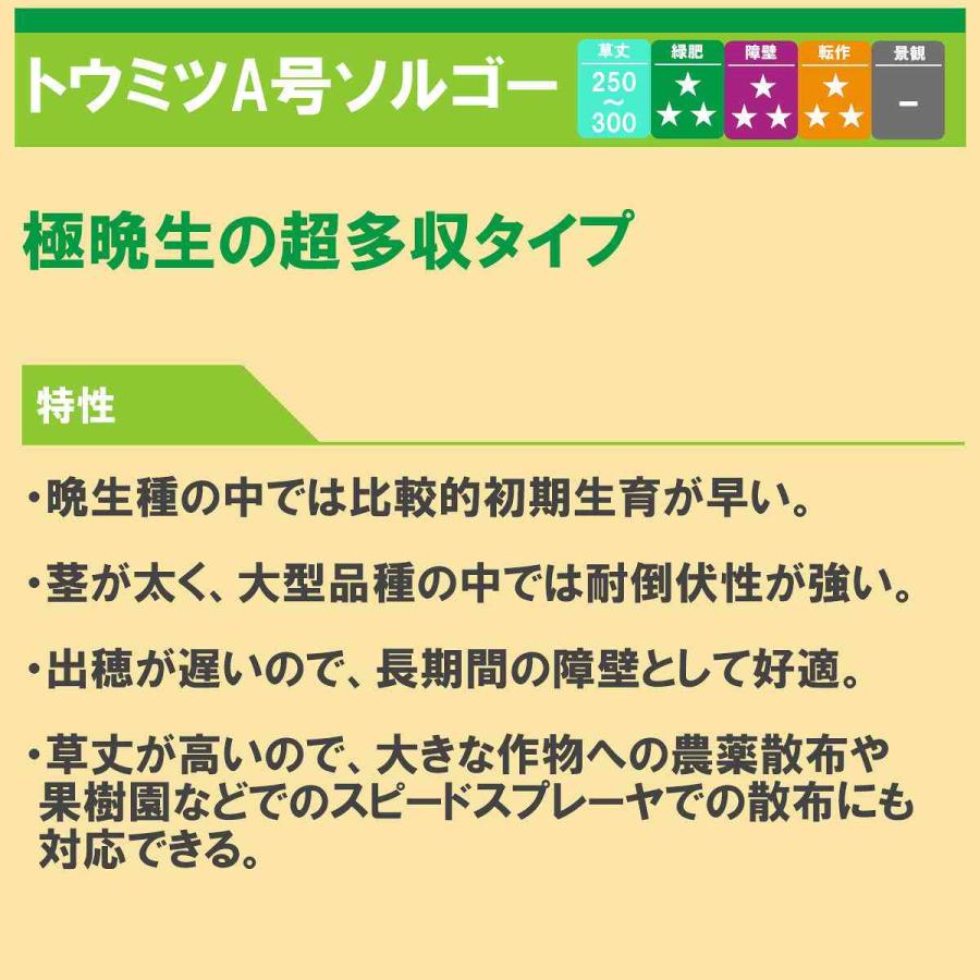 ソルガム トウミツA号ソルゴー 20kg (1kg×20袋) タキイ種苗 緑肥 種子 緑肥 種 極晩生 緑肥 種子 牧草 種子 緑肥の種 緑肥の種子 牧草 種 ソルゴー 種子_1