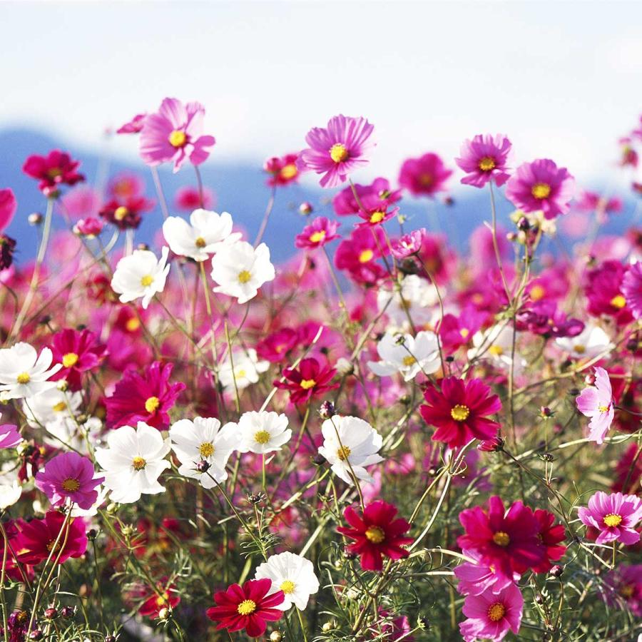 花の種 景観用 コスモス センセーション 混合 1kg タキイ種苗 種 花 種 コスモス 種 花の種 たね はなのたね 花たね 花の種子 コスモス種 秋桜の画像
