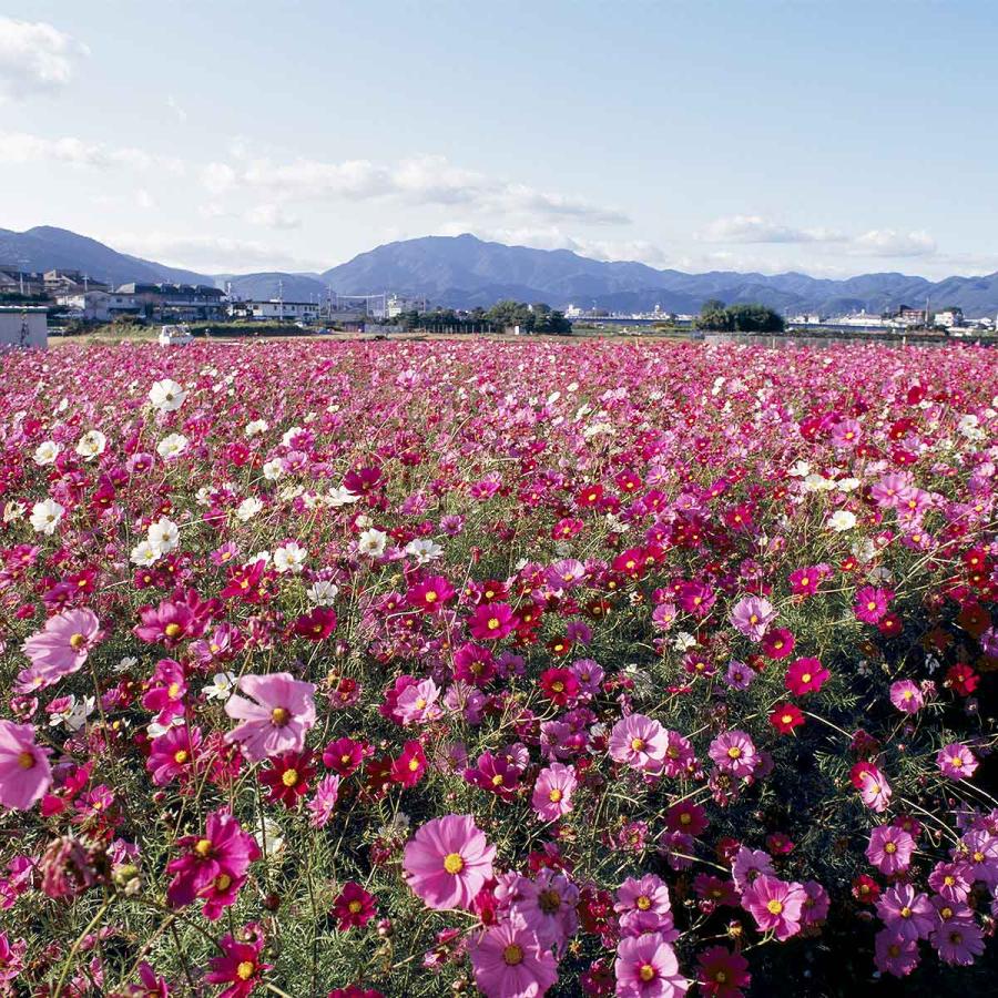花の種 景観用 コスモス センセーション 混合 1kg タキイ種苗 種 花 種 コスモス 種 花の種 たね はなのたね 花たね 花の種子 コスモス種 秋桜の画像