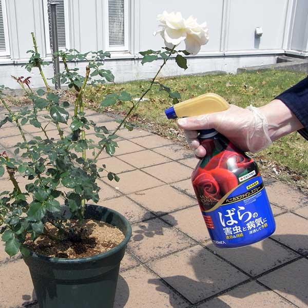 殺虫殺菌剤 マイローズ ベニカXファインスプレー 950ml×15本 KINCHO園芸 殺虫剤 ベニカX 殺虫剤 農薬 殺虫剤 殺菌剤 ベニカX 殺菌剤 農薬 殺菌剤 ベニカの画像