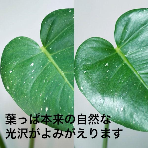 【紅ズワイガニとバナメイえびのセットを抽選で10名にプレゼント】まとめ買い 10本入 MY PLANTS 葉をきれいにするミスト 220ml 住友化学園芸 送料無料｜e-hanas｜05