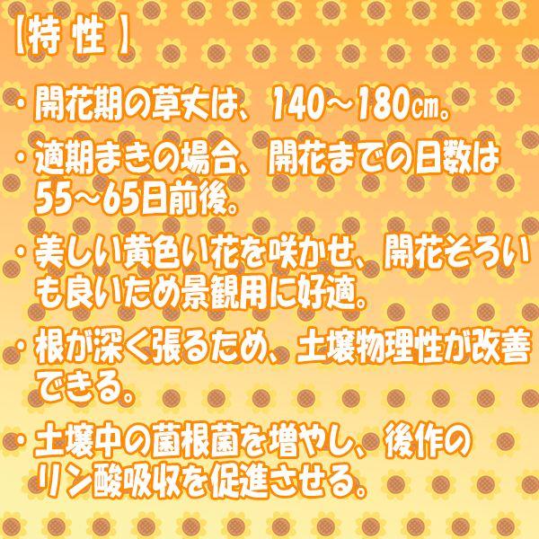 まとめ買い 10袋入 緑肥用ひまわり ジュニアスマイル BSA564 0.5kg タキイ種苗 タネのタキイ 景観緑肥種 送料無料 代金引換不可 