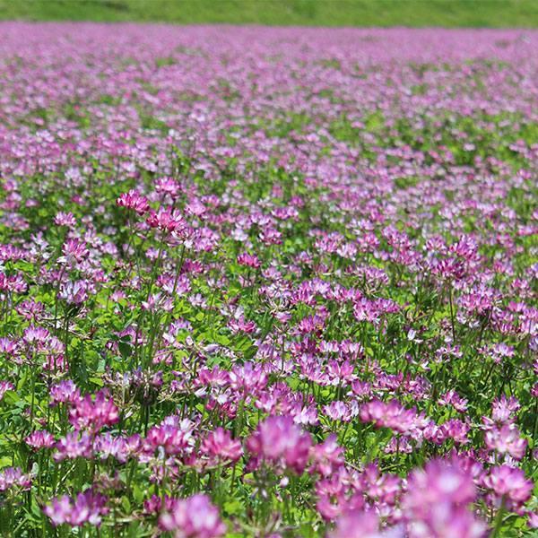 緑肥・景観用 れんげ 1kg×10袋 タキイ種苗 緑肥 種 種子 れんげの種
