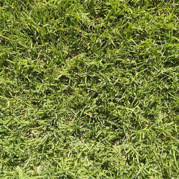 バミューダグラス デューン 1kg入 お庭の広さ12～18坪用 暖地型