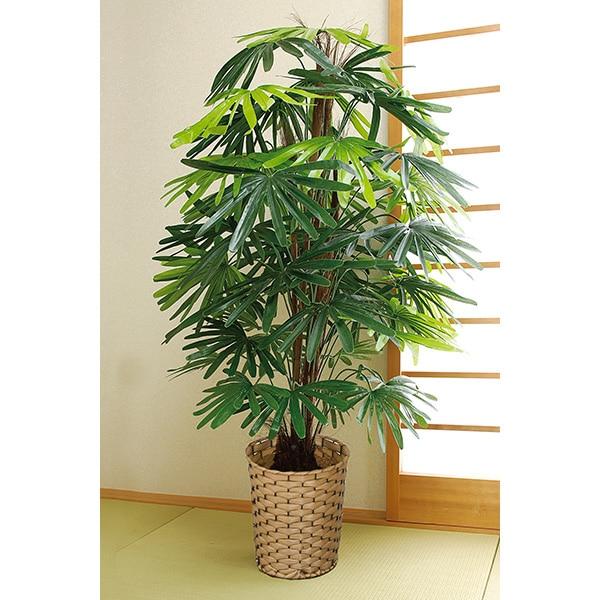 お手軽観葉植物 観音竹 | 